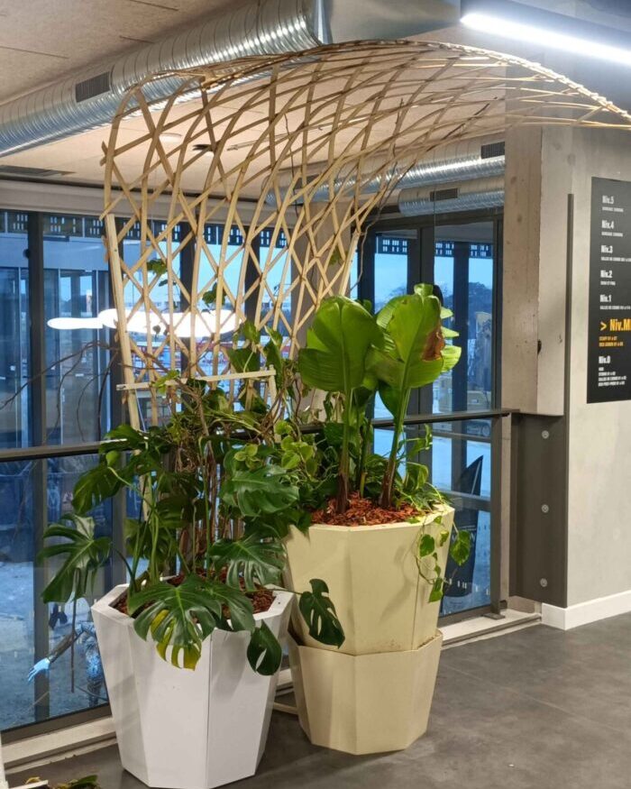 WePlante NAMI - WEPLANTE